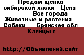Продам щенка сибирской хаски › Цена ­ 8 000 - Все города Животные и растения » Собаки   . Брянская обл.,Клинцы г.
